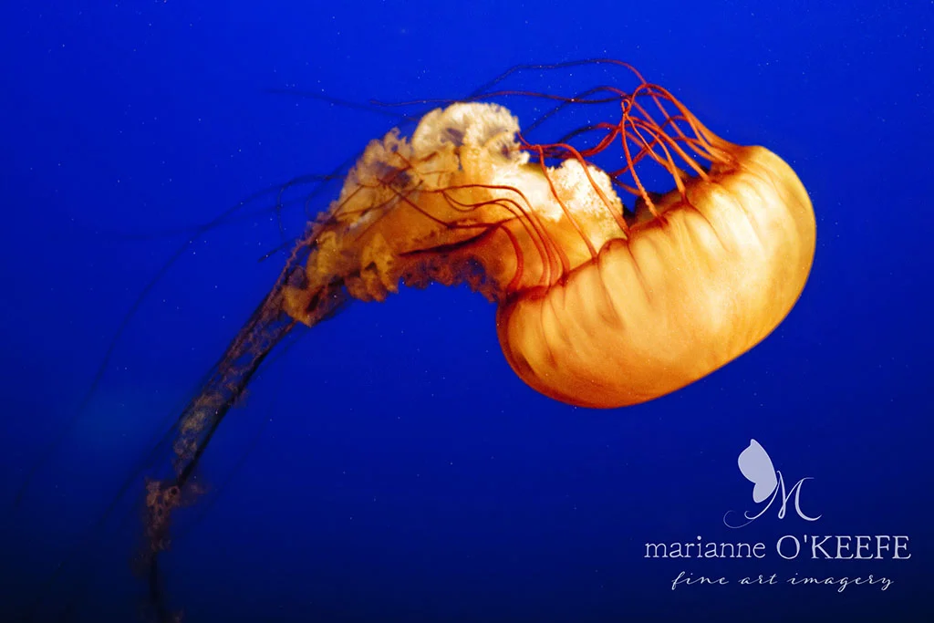 7canada25_jellyfish.jpg