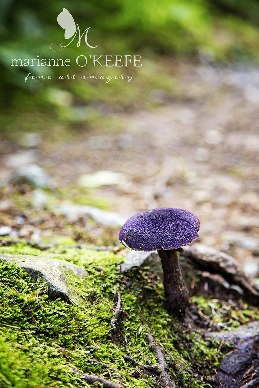 9HikingBarclay33_mushroom.jpg