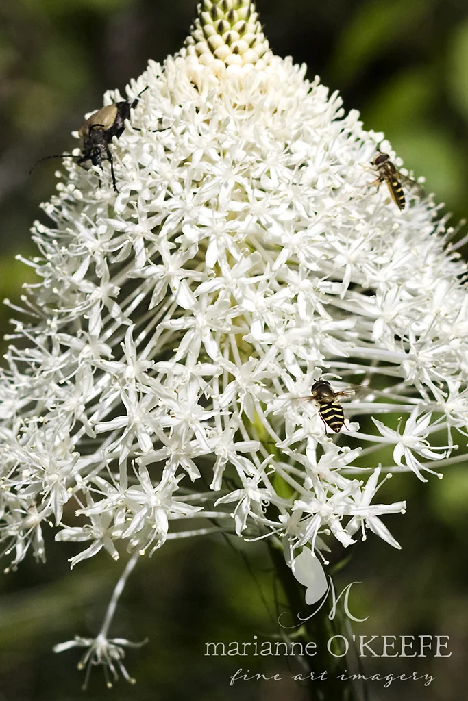 12hiking60_flower_crop_sharp.jpg