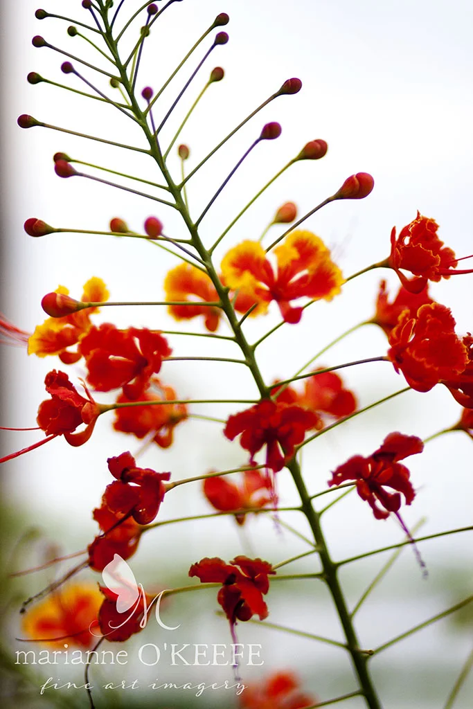 17mexico47_flower.jpg