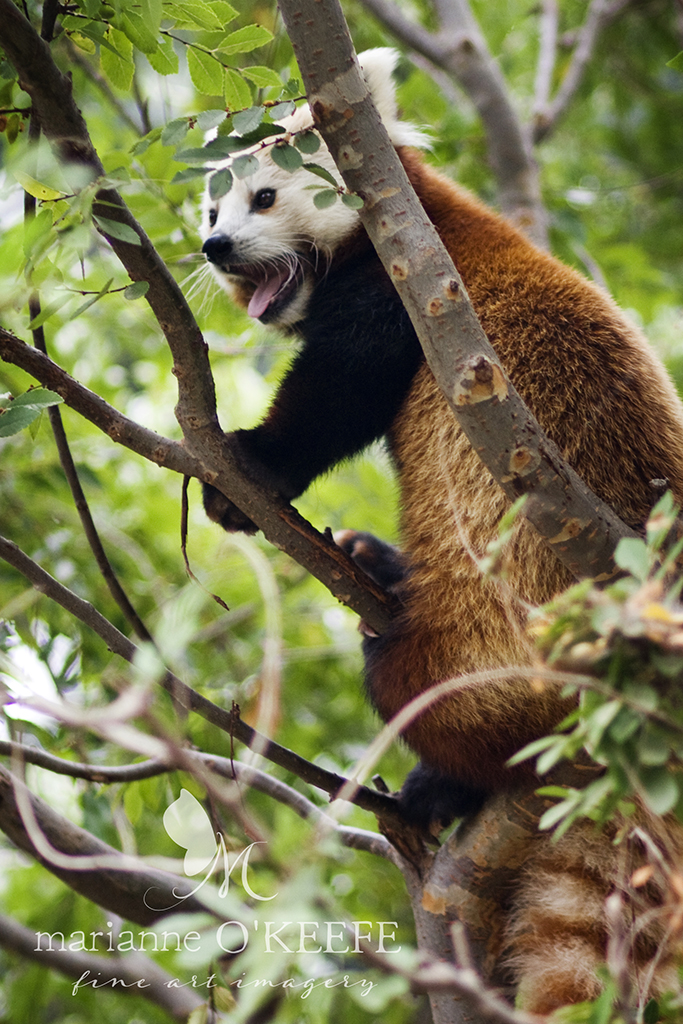 23zoo13_redpanda_crop.jpg
