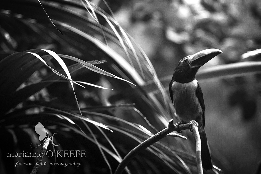 26zoo2_bird_b&w.jpg