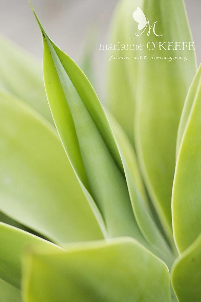 29zoo30_plant.jpg