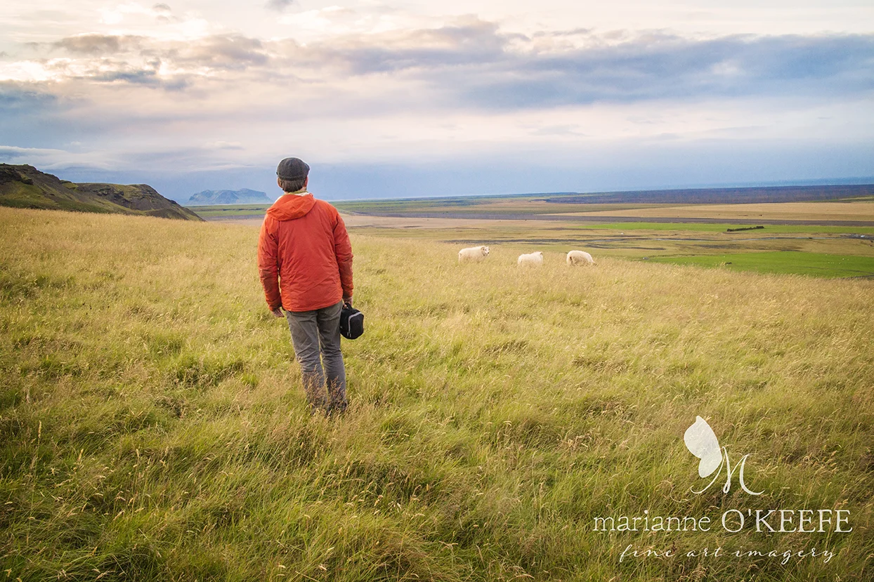 20Iceland85_sheep_bill.jpg