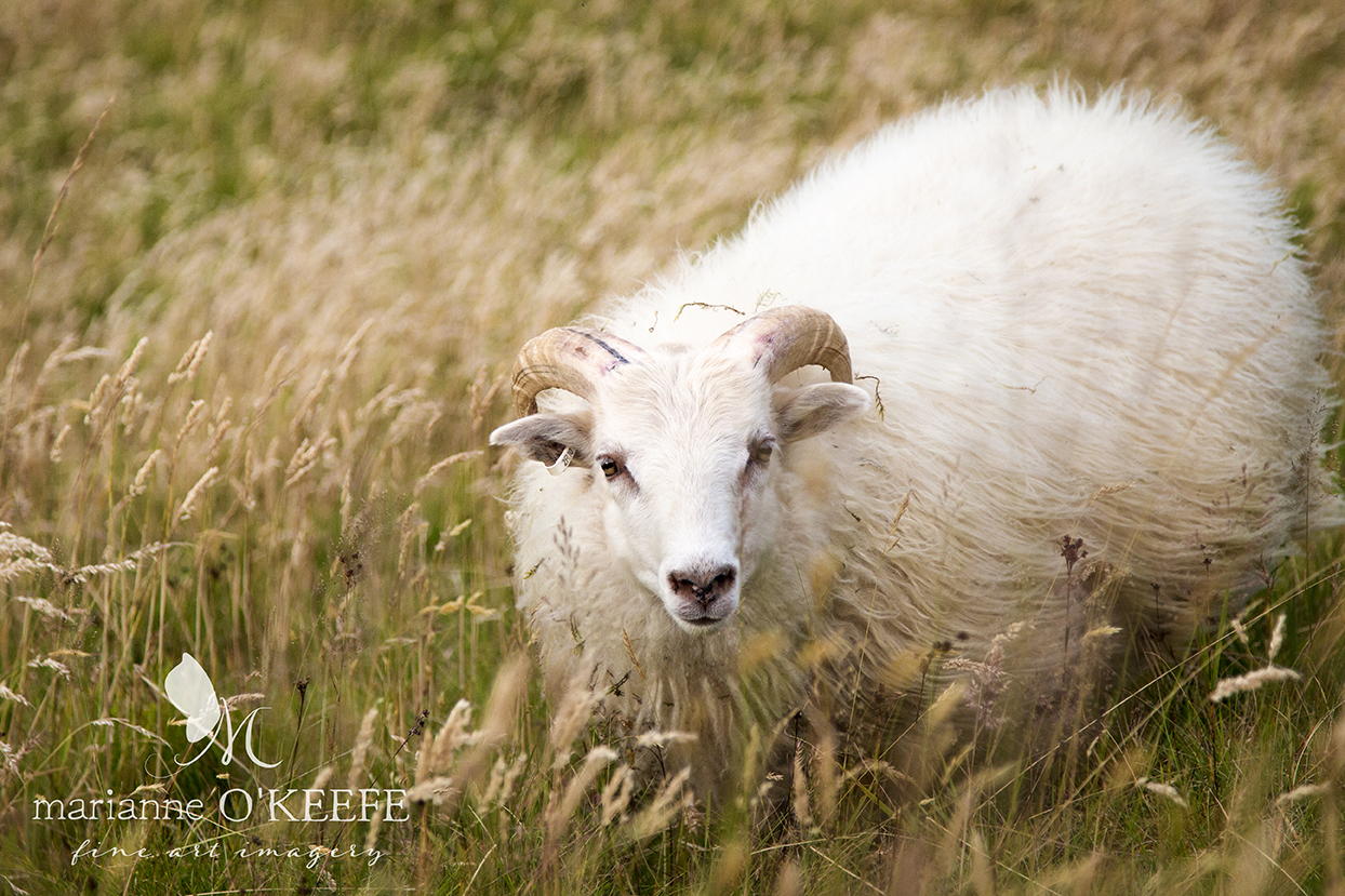 21Iceland91_sheep.jpg