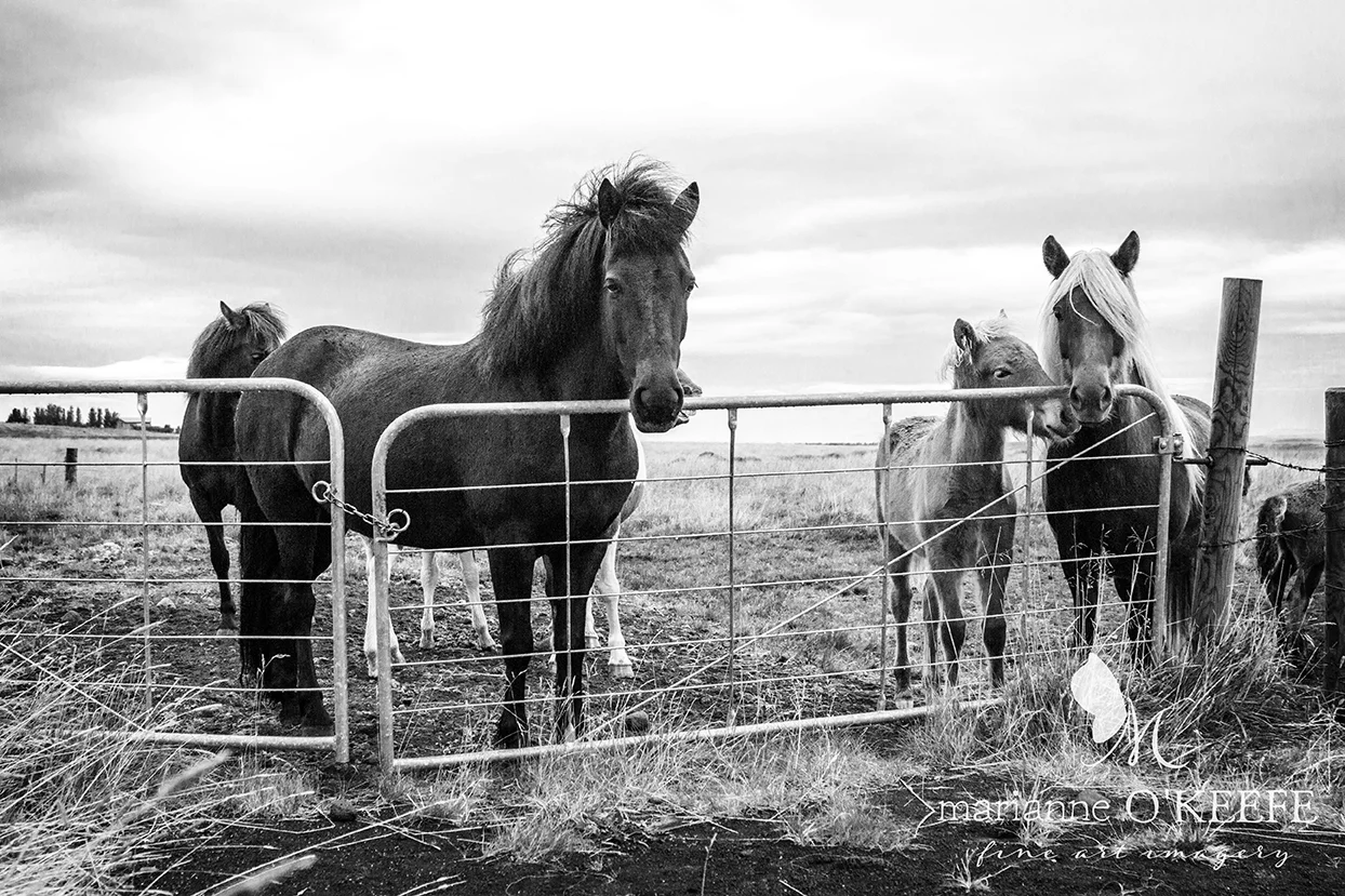 24Iceland139_horses_b&w.jpg