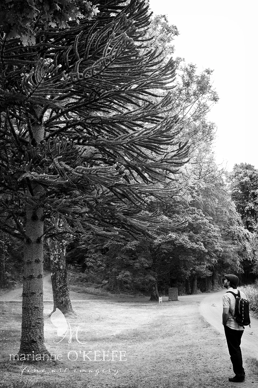27Ireland137_tree_b&w.jpg