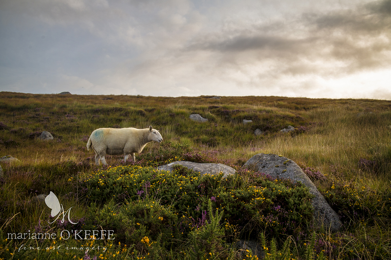30Ireland67_sheep.jpg