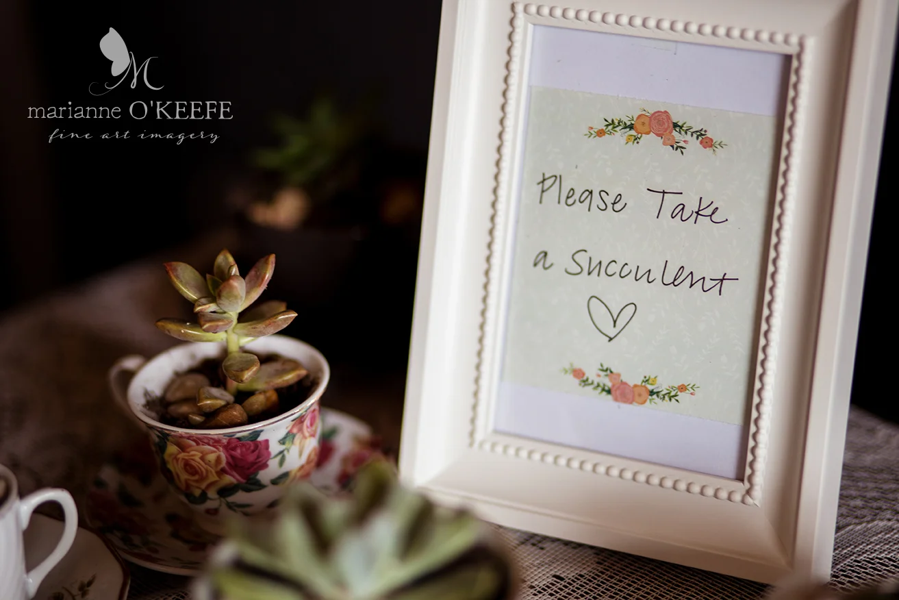 Annie'sShower13_succulents_web.jpg