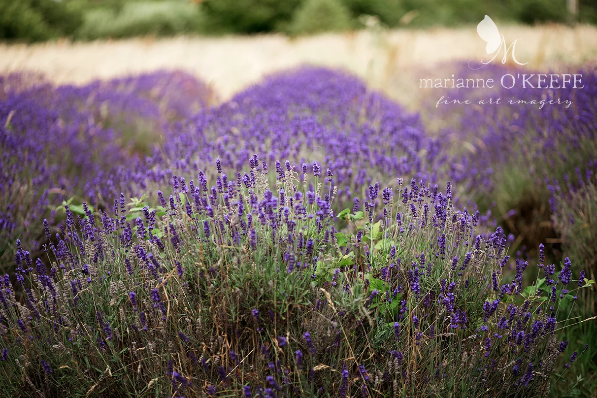 A&ZWedding237_flowers_web.jpg
