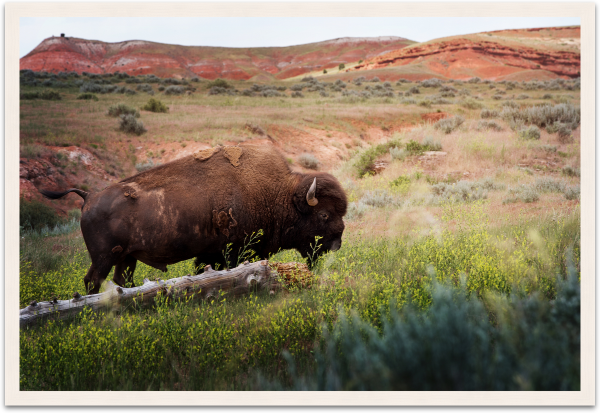 buffaloframewhite.png