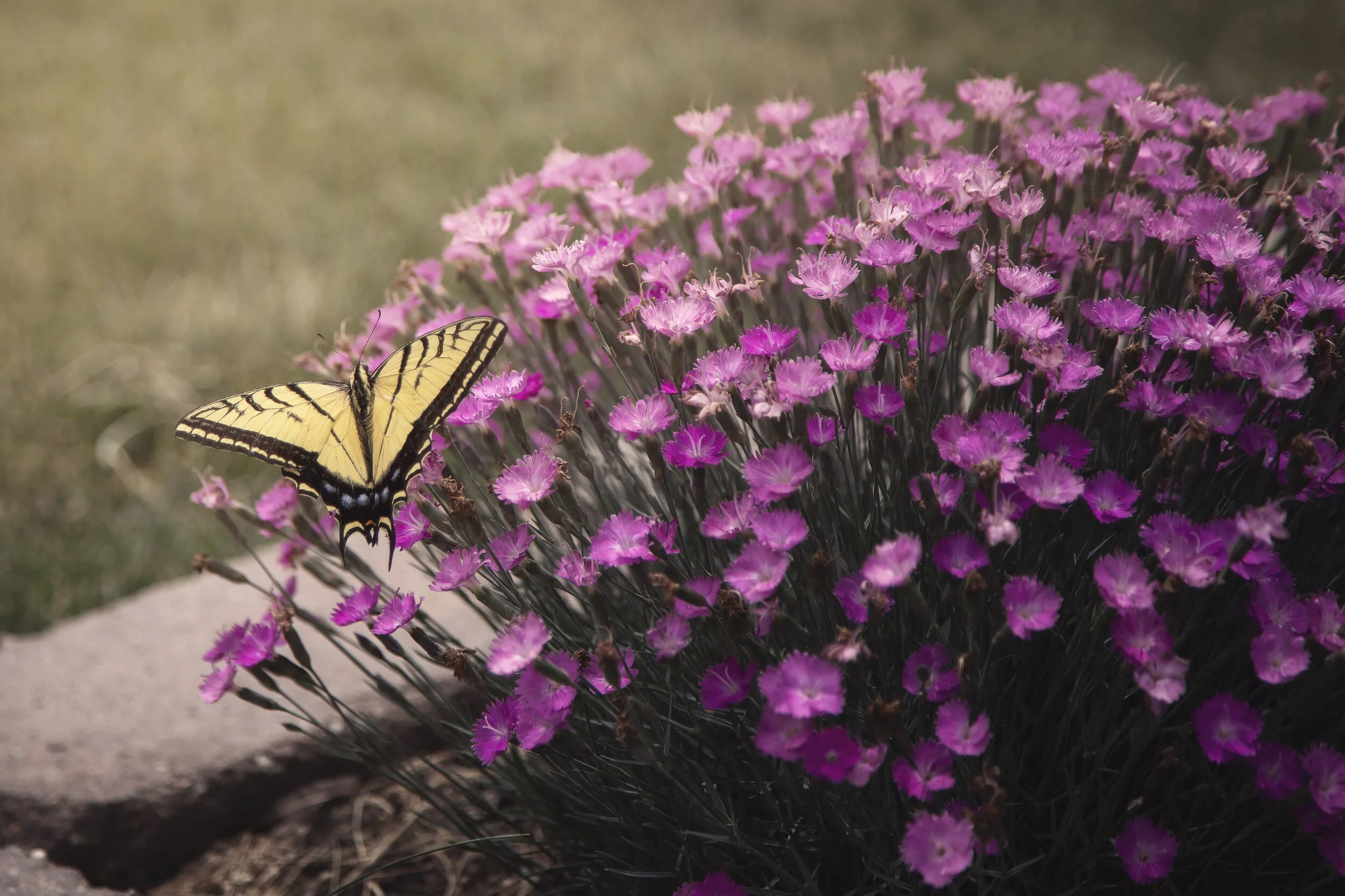 KatiesGarden48_crop_edit.jpg