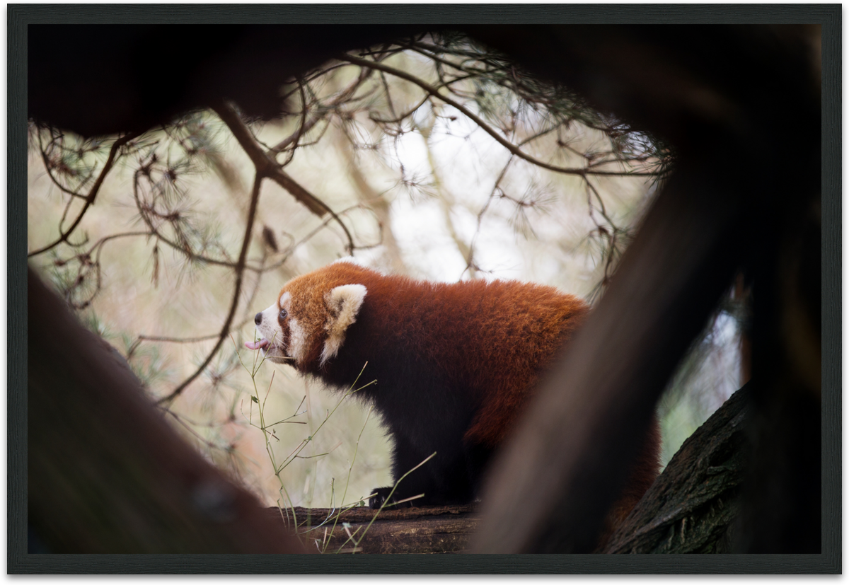 redpandaframeblack.png