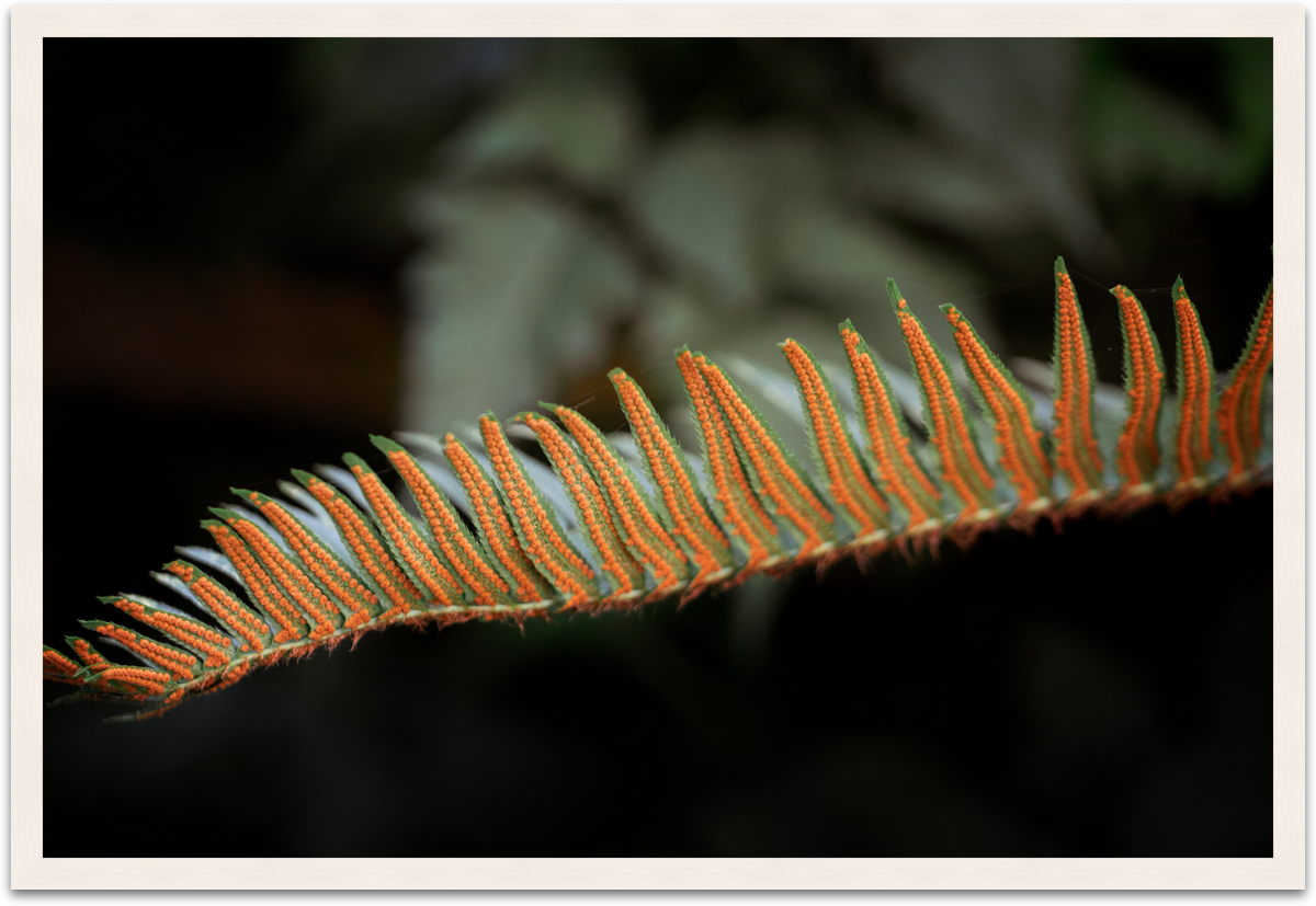 fern2framewhite.png