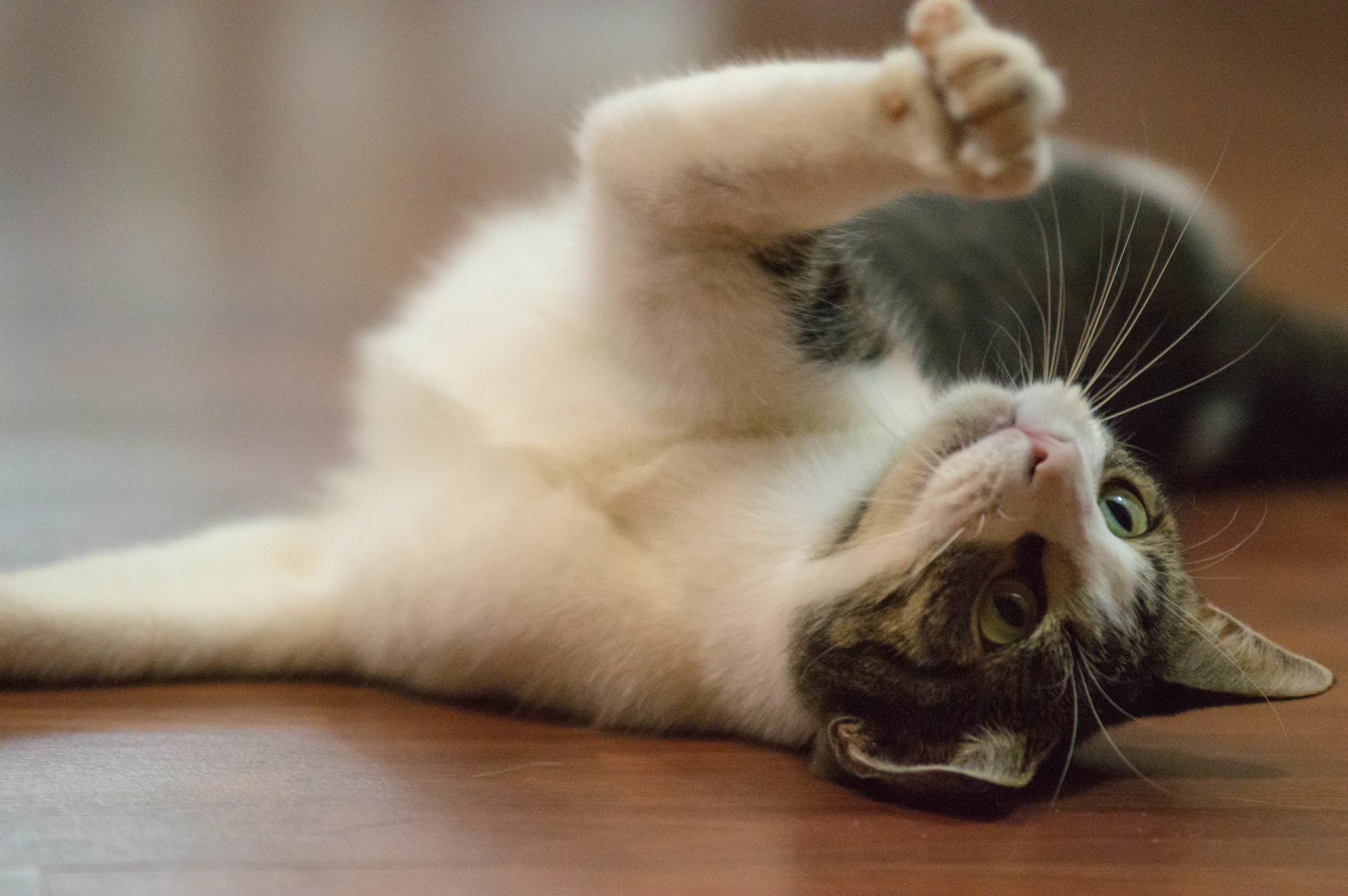 Pawdrey