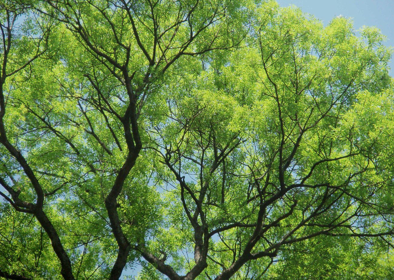 Large Ash Tree Canopy