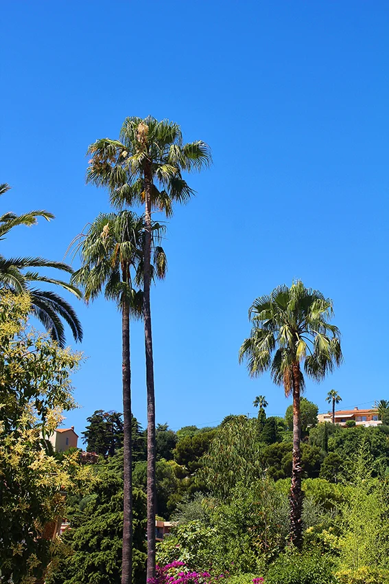 palm.jpg