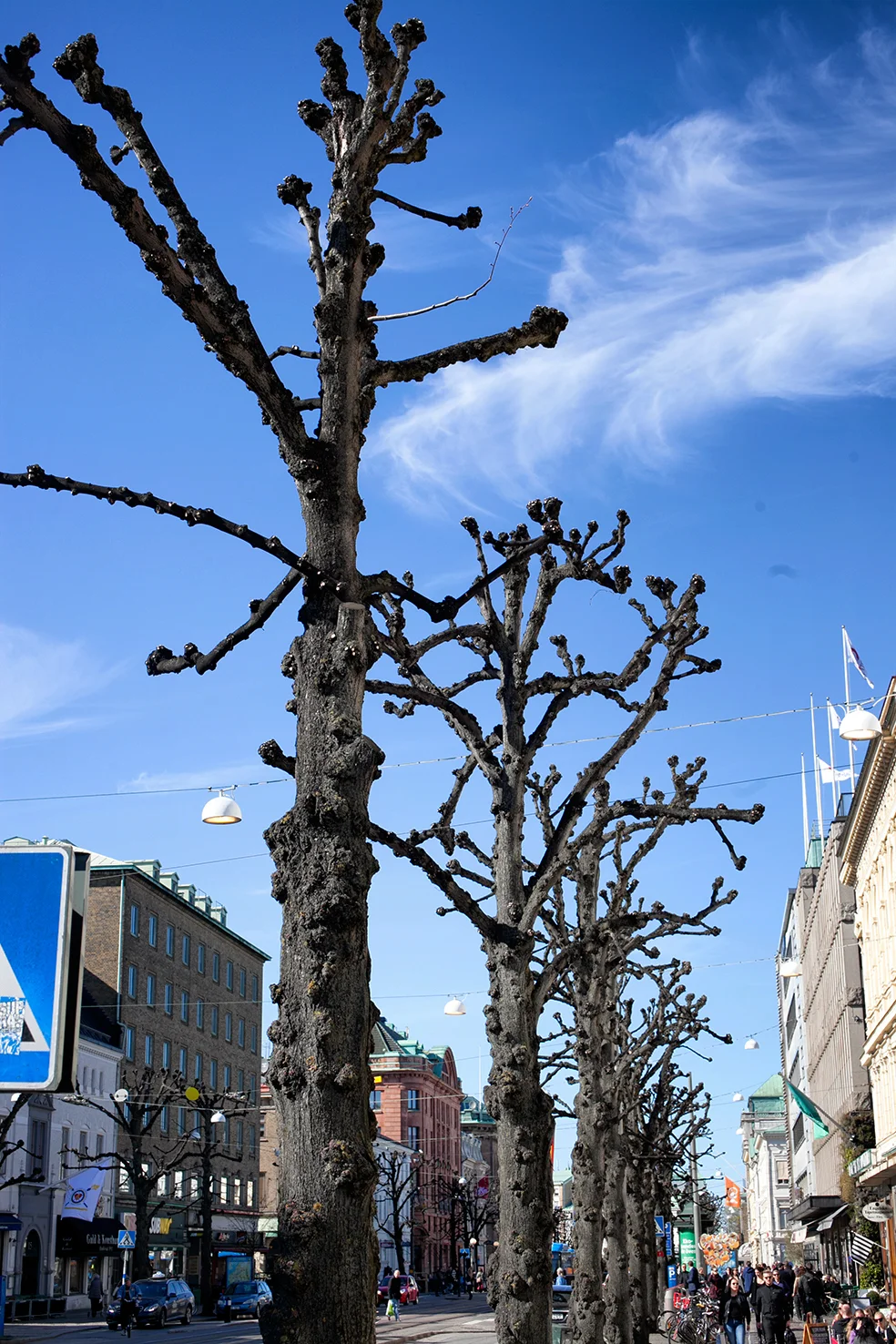 GothenburgTrees.jpg