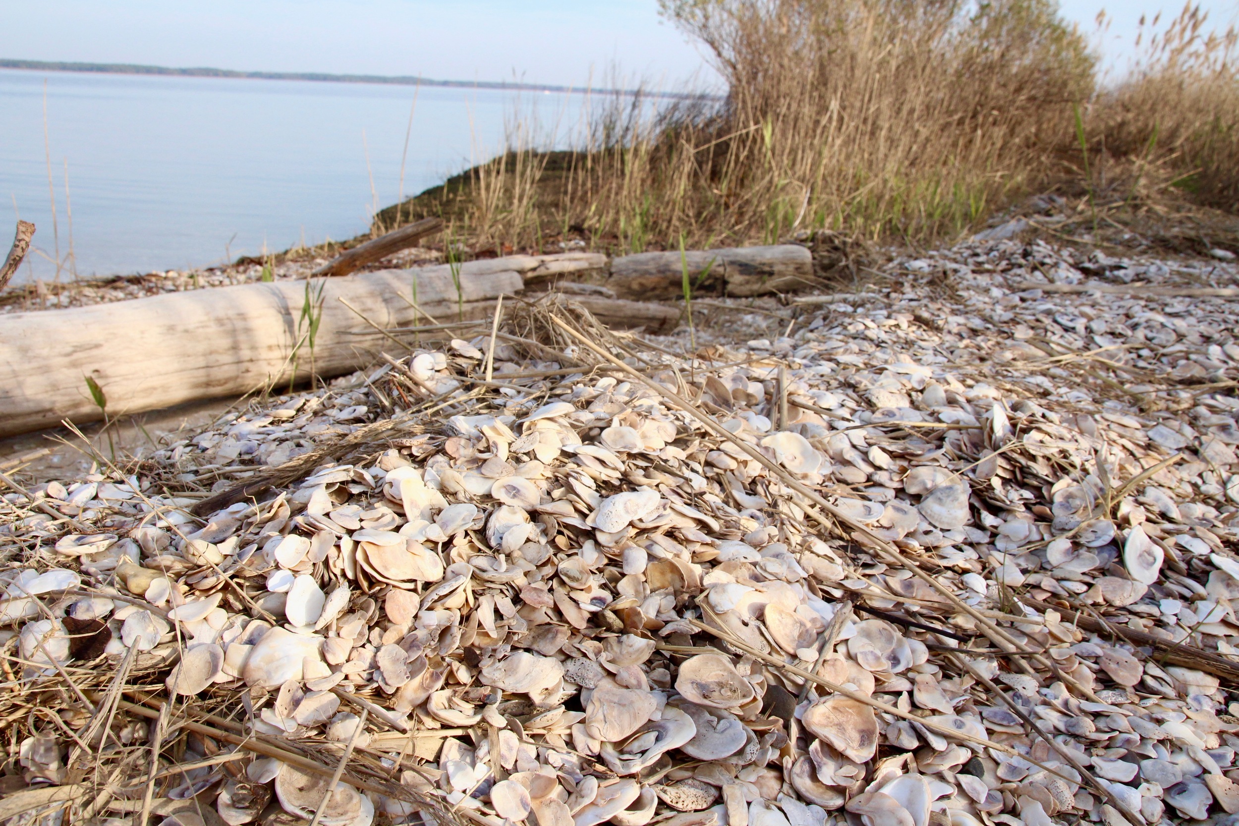 Oyster midden overlooking the Chester River.Image by author.