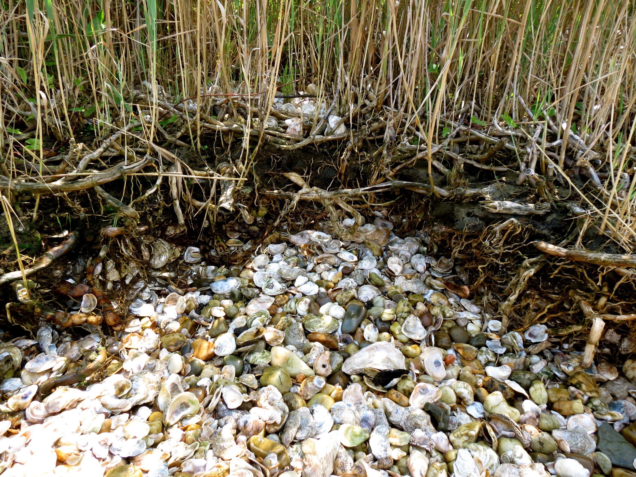 A midden on Eastern Neck Island. Image by author.