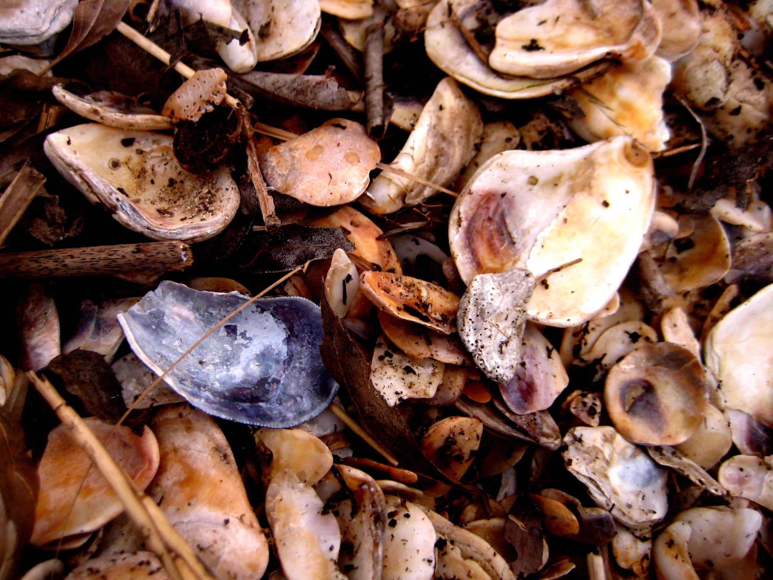 A Virginia midden- mussels, oyster shells, and reeds. Image by author.