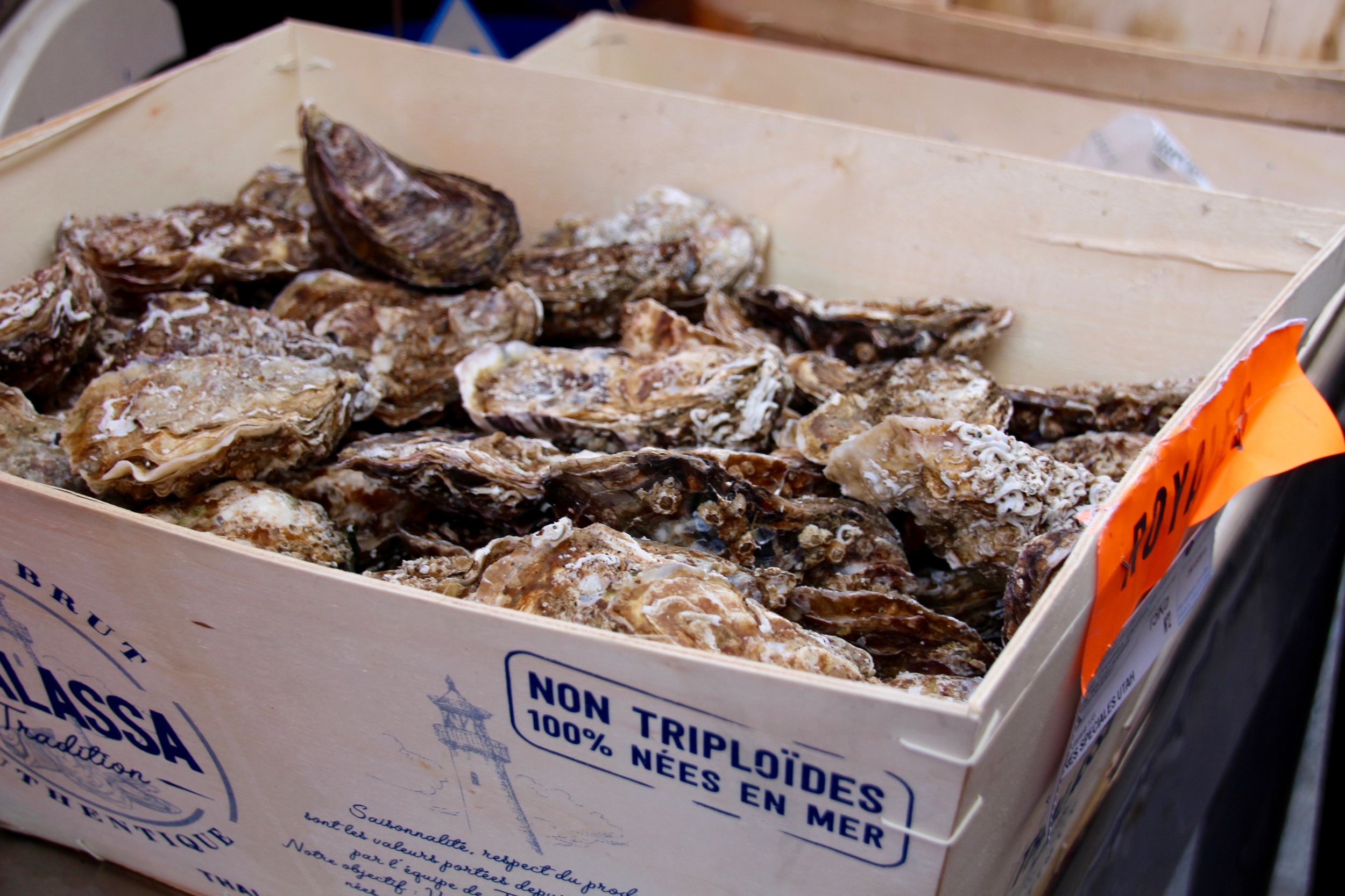 Although as in the Chesapeake, triploid oysters are popular among oyster growers for their ability to grow quickly and resist disease (in fact they make up 15-20% of the oyster market), the French are wary of them.