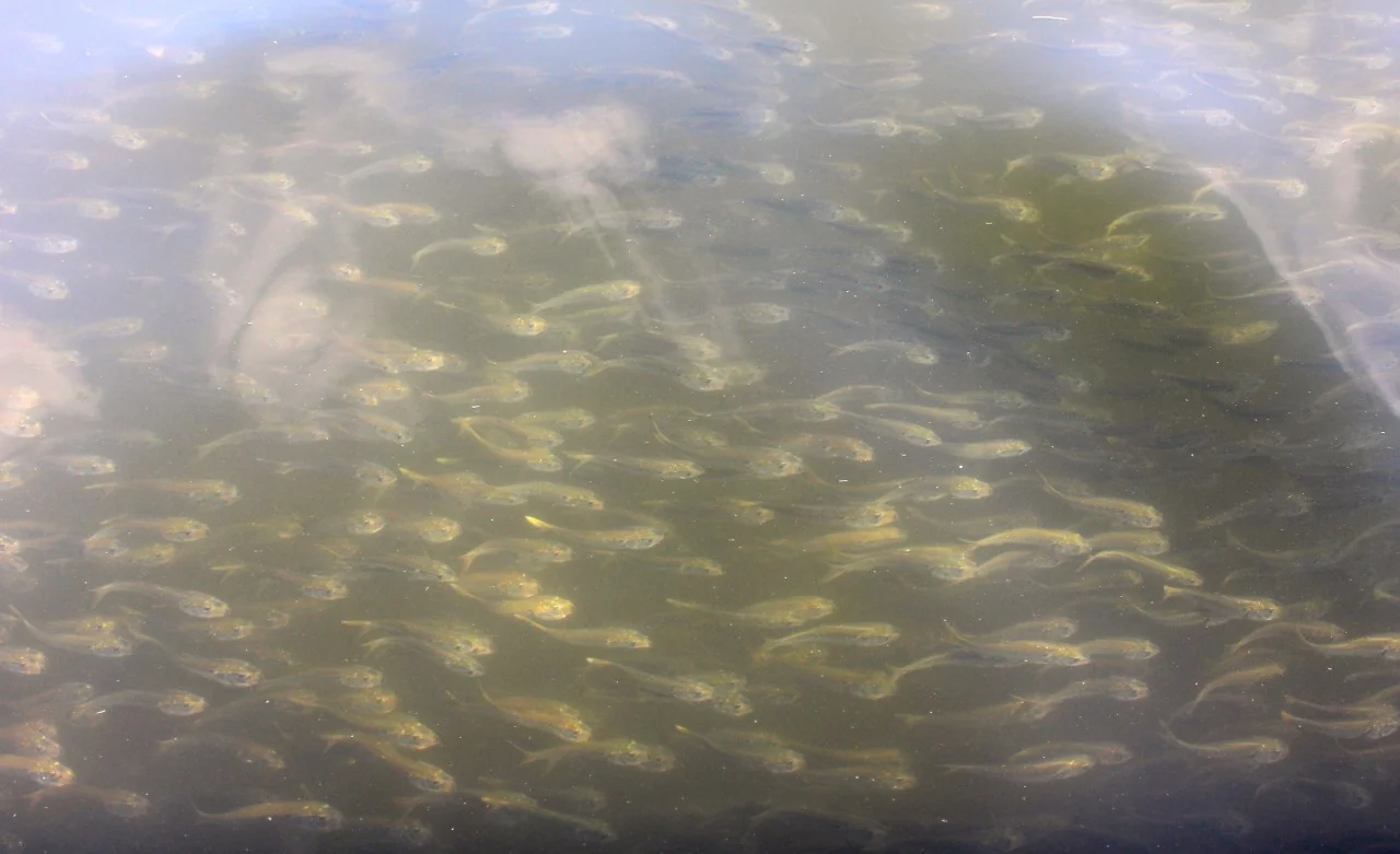 Signs of spring- menhaden are moving into the Bay. This time of year, the water clarity is excellent- providing a clear view to the massive, undulating schools. Menhaden are often found at the top of the water column near the surface, where, as filter feeders, the gape-mouthed fish will devour copious quantities of both plant and animal plankton. Menhaden are essential to the Chesapeake food chain, both digesting plankton and in turn feeding predators, whether birds or large fish species. Although fears of over-fishing have been widespread given their critical role in the estuary, today the fishery is well-managed and stable- good news for a species critical to the Chesapeake’s environment. For more information on menhaden: http://1.usa.gov/25nnC3a Image by author. All rights reserved.