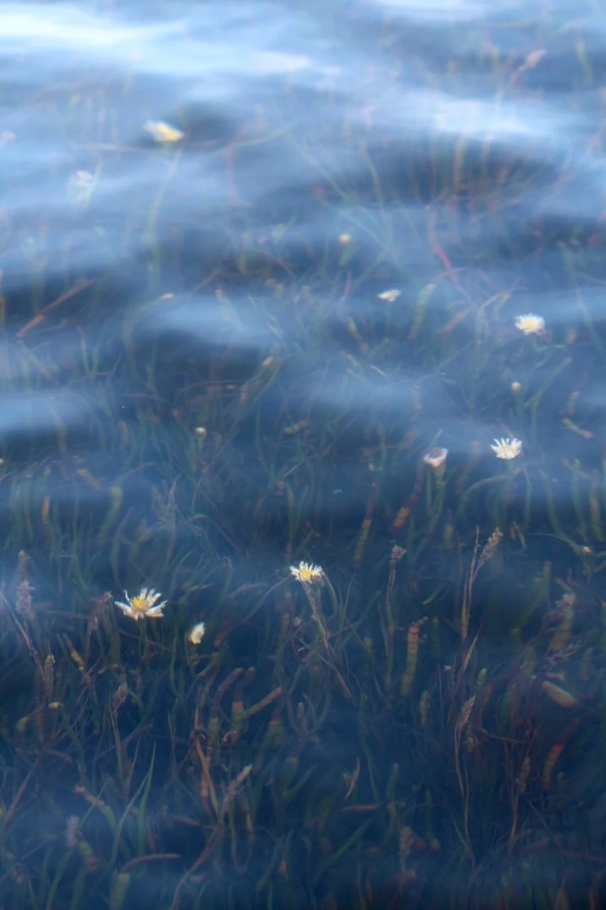 A drowned meadow during an unusually high tide at Assateague Island is a poignant reminder of a constantly changing, shifting Chesapeake. As the land subsides and the tides encroach, great changes may await the Bay and the people that call the watershed home in the next generations.