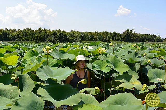 Worth getting wet for- a kayaker swimming in American lotuses on a paddle along the Sassafras River. These native aquatic plants boast the largest blooms of any flower in North America, but lotuses are more than just a pretty face-most parts of the plant are edible. Their enormous leaves have also been known to provide shelter as a makeshift umbrella in Chesapeake summer thunderstorms.
Photo courtesy Bill Thompson.