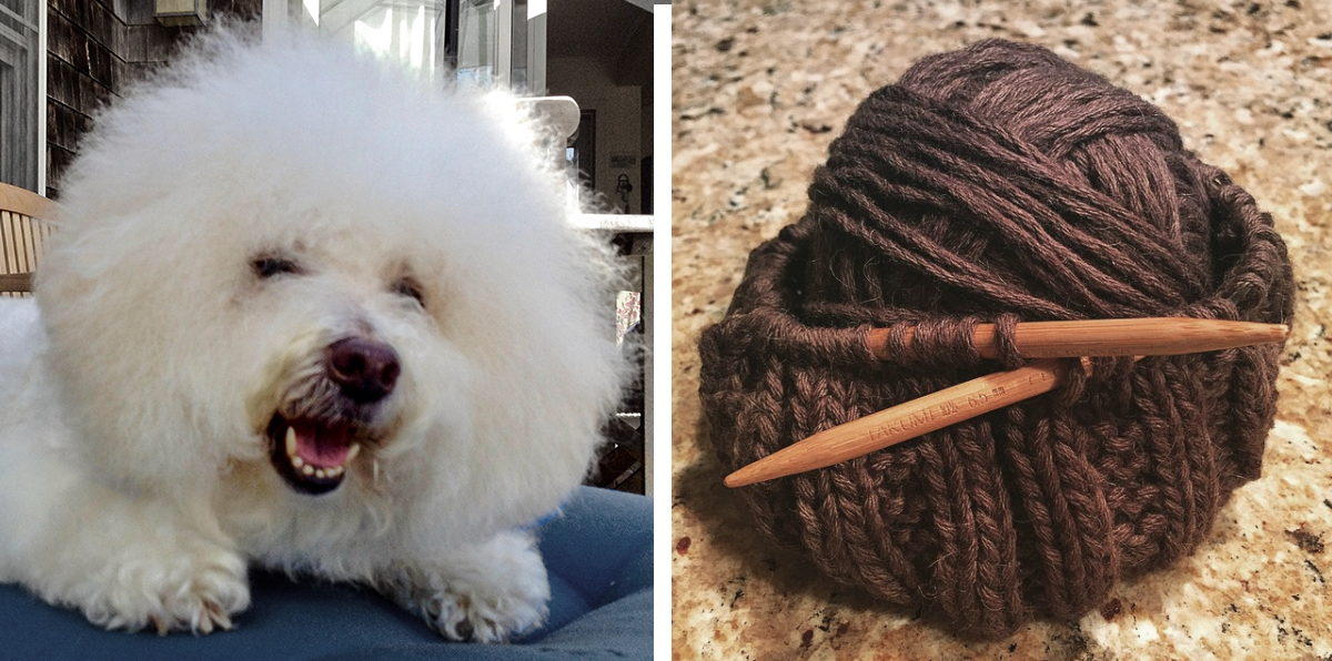 Samuel Jackson Pollack, known as "Jack" was Clay's second Bichon Frise; the first was "Bailey." Photos courtesy of Clay Rivers.