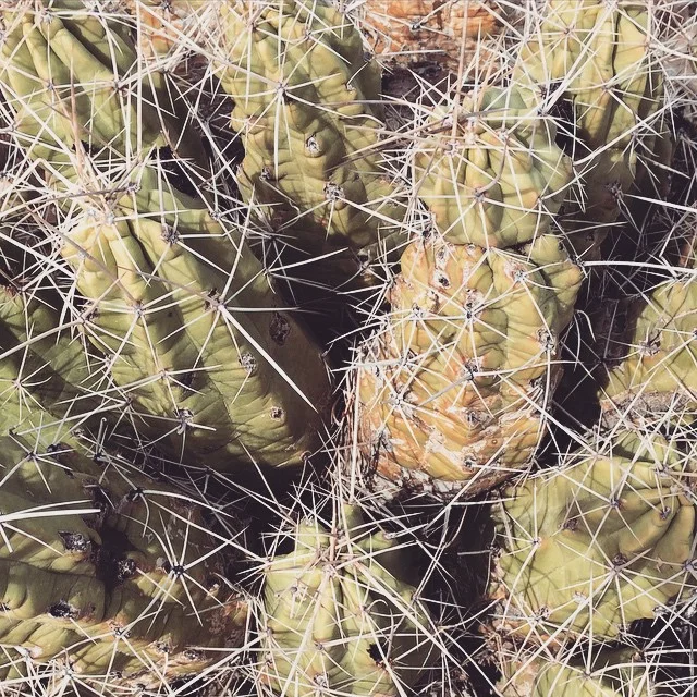 CACTUS