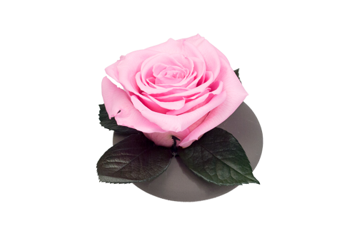 PinkRose_Vase_preview.png