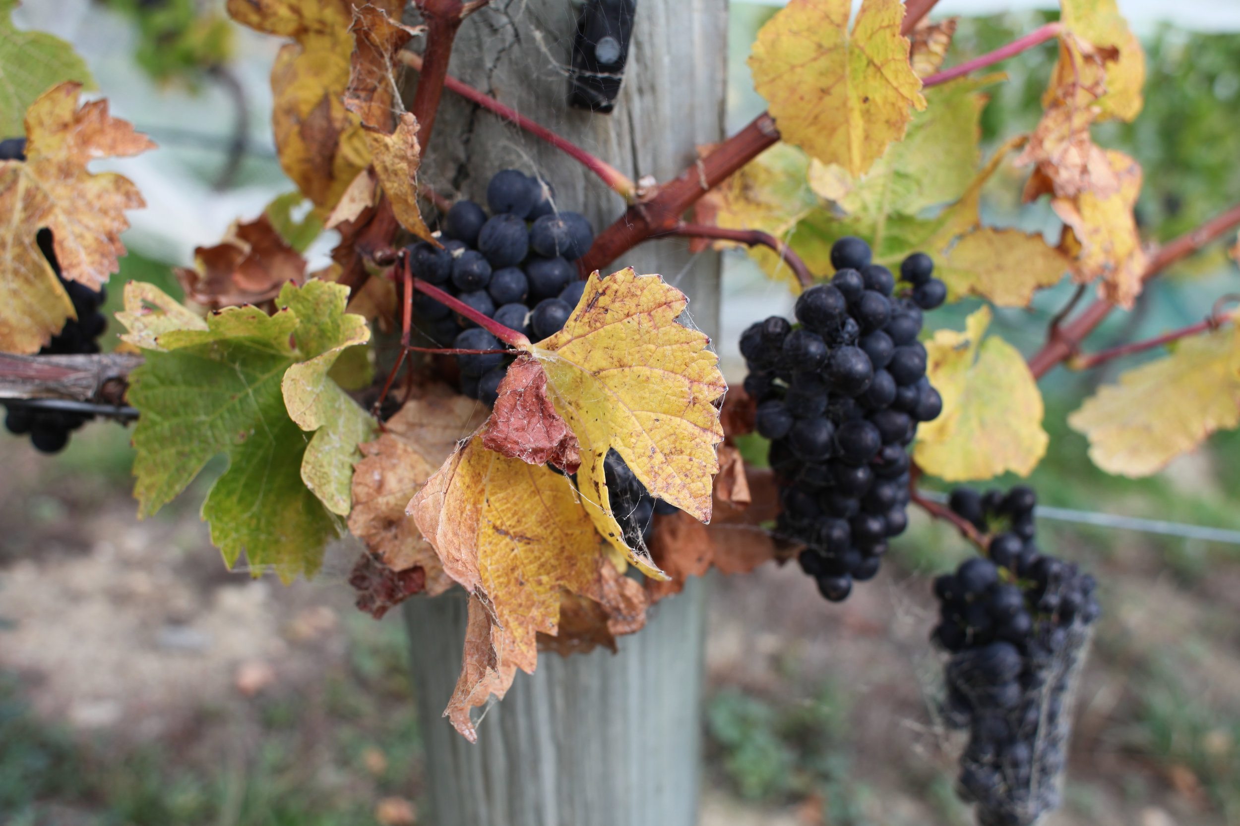 Grapepicking 2013_Bw.jpg