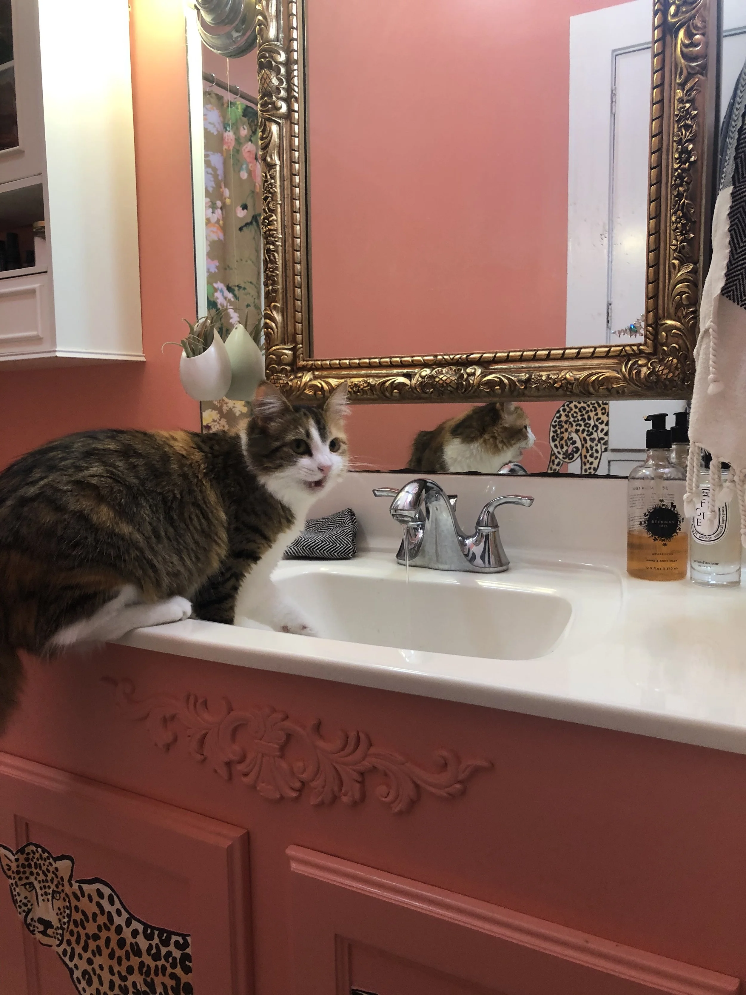 cat in a cheetah bathroom.jpeg
