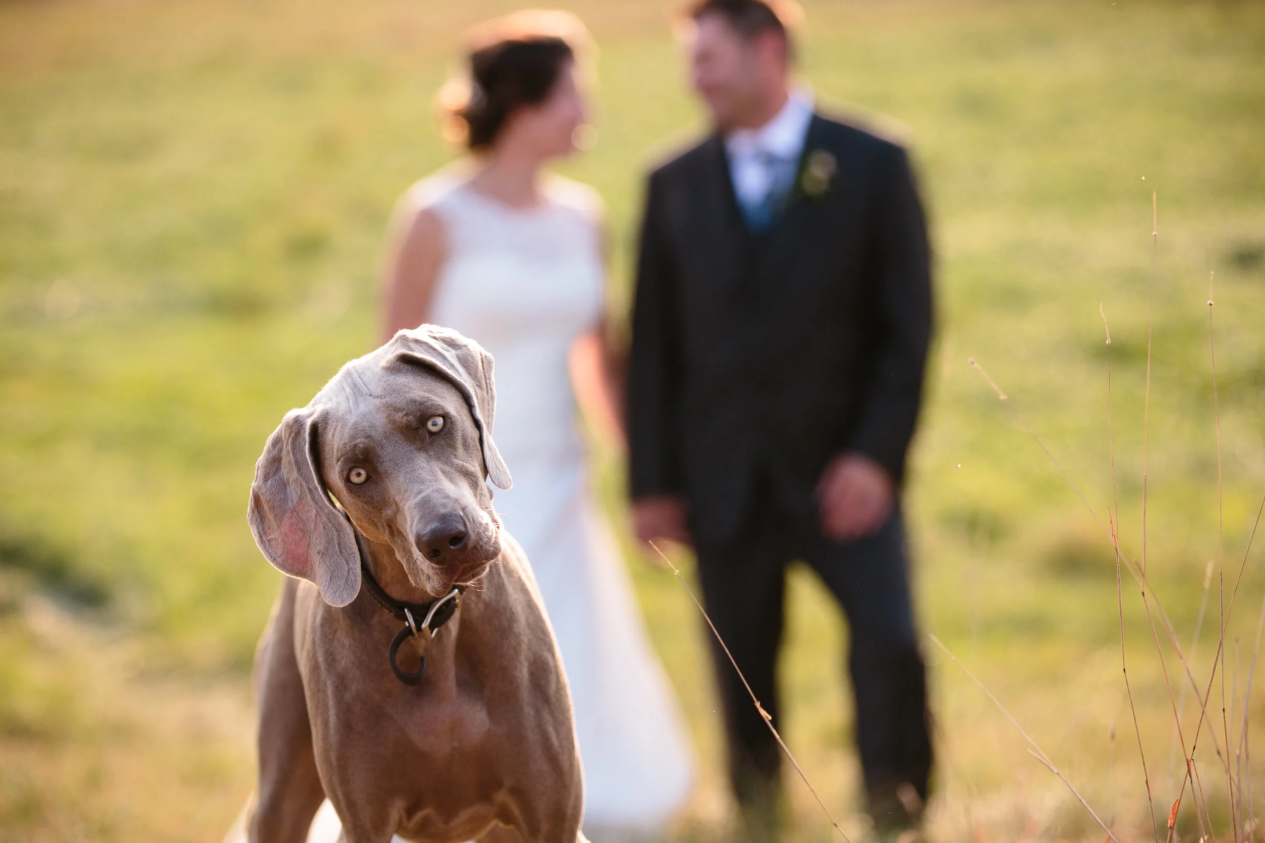 Mans Best Friend with Bride & Groom - Macon Photographer