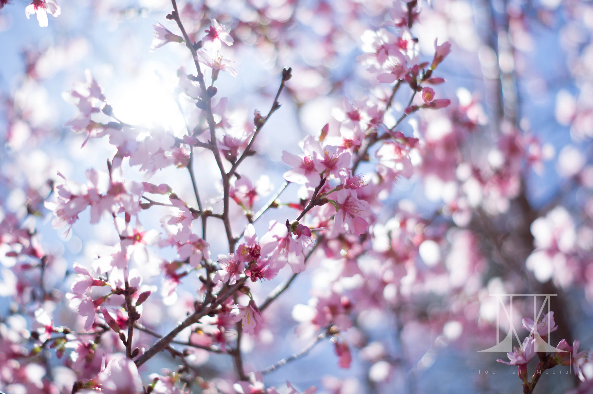 20160302-DSC04339.jpg
