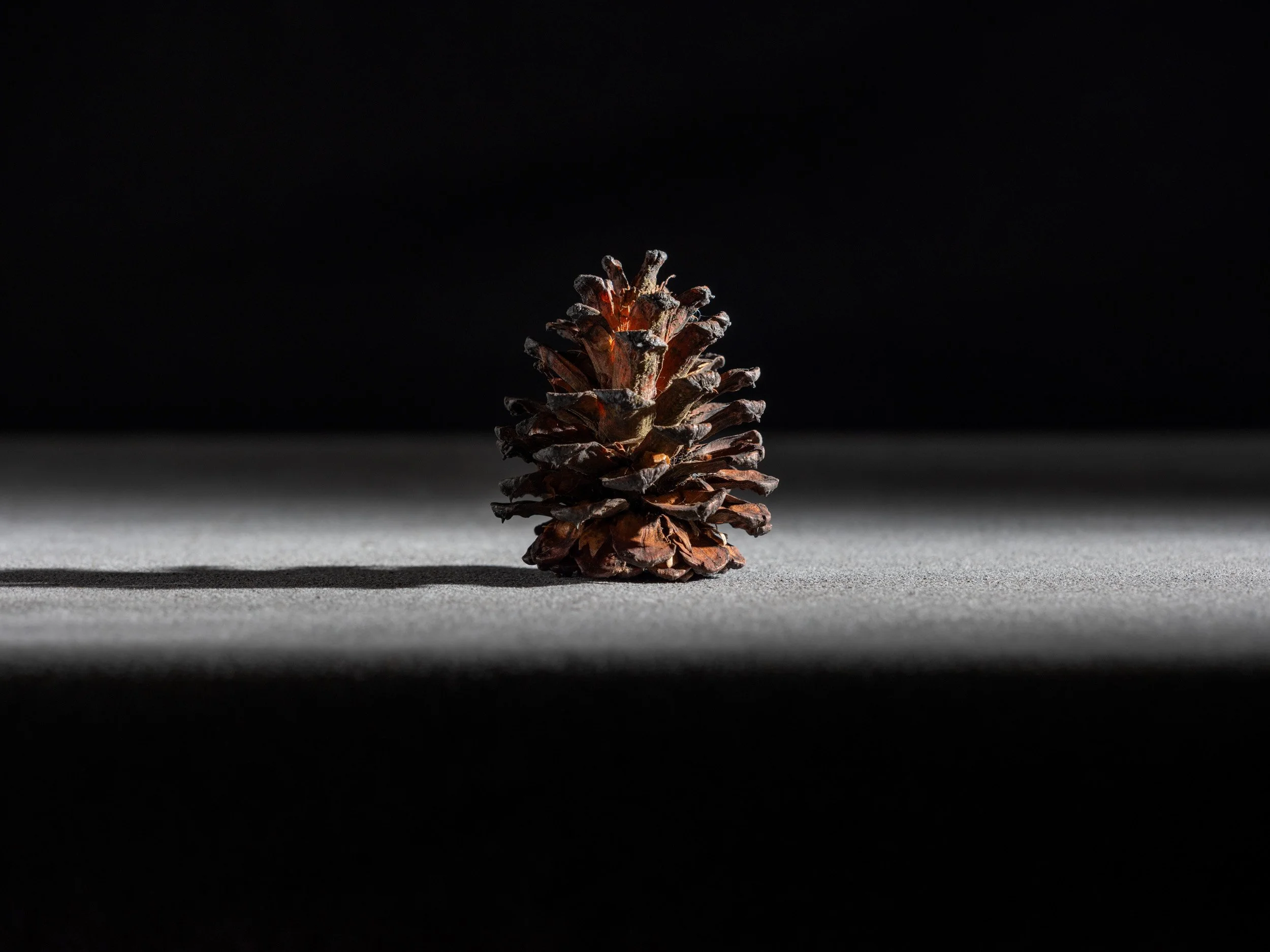 Artifact of Disturbance XXII
