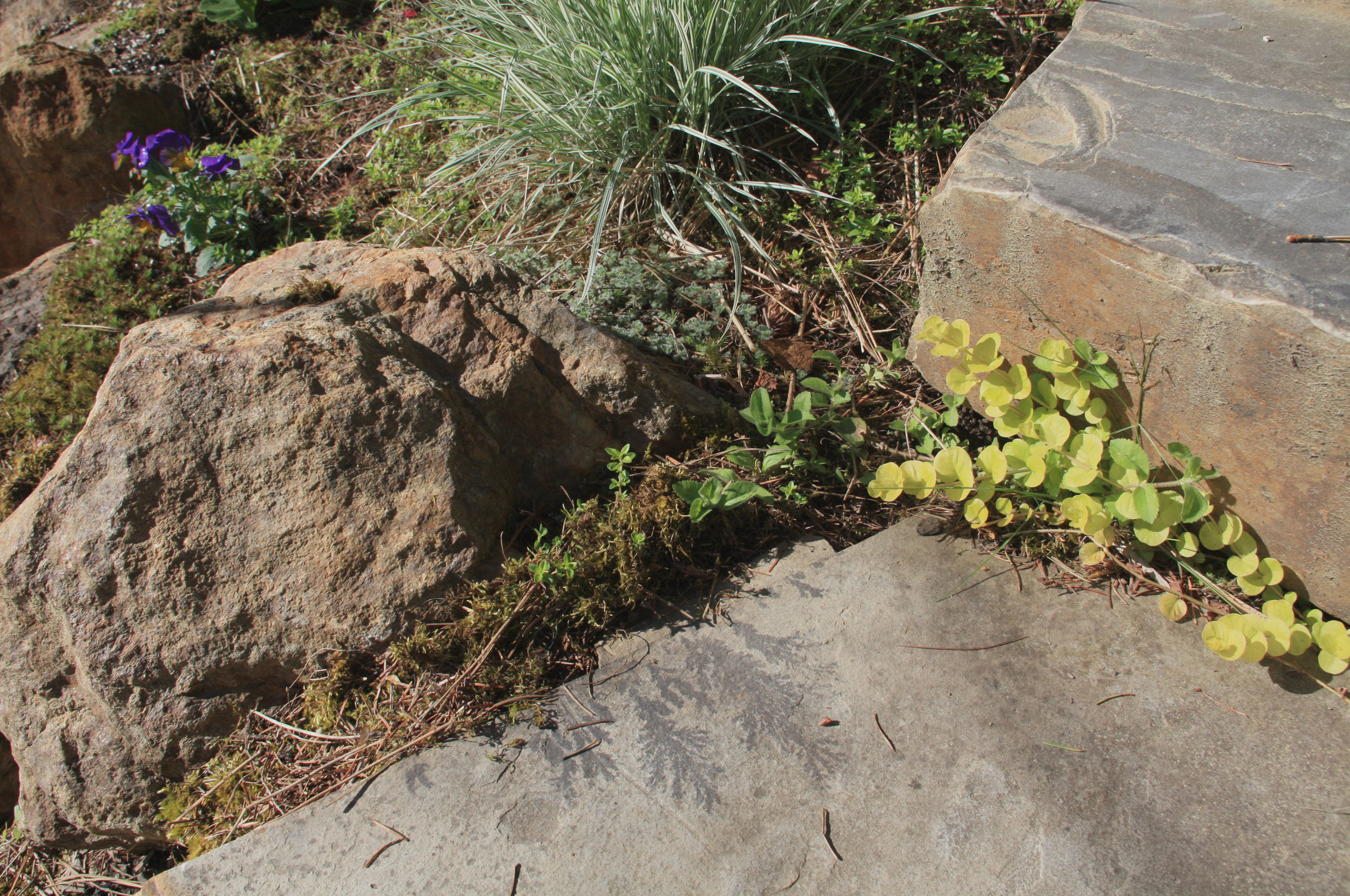 crystal dendrites and creeping jenny 