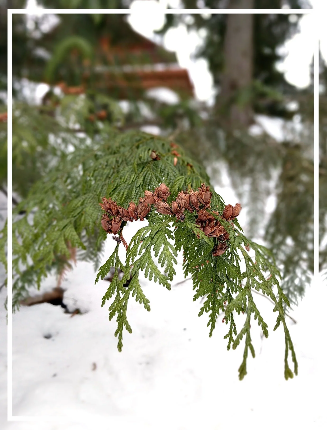 The small cones of western red cedar hold seeds for a wintertime snack.