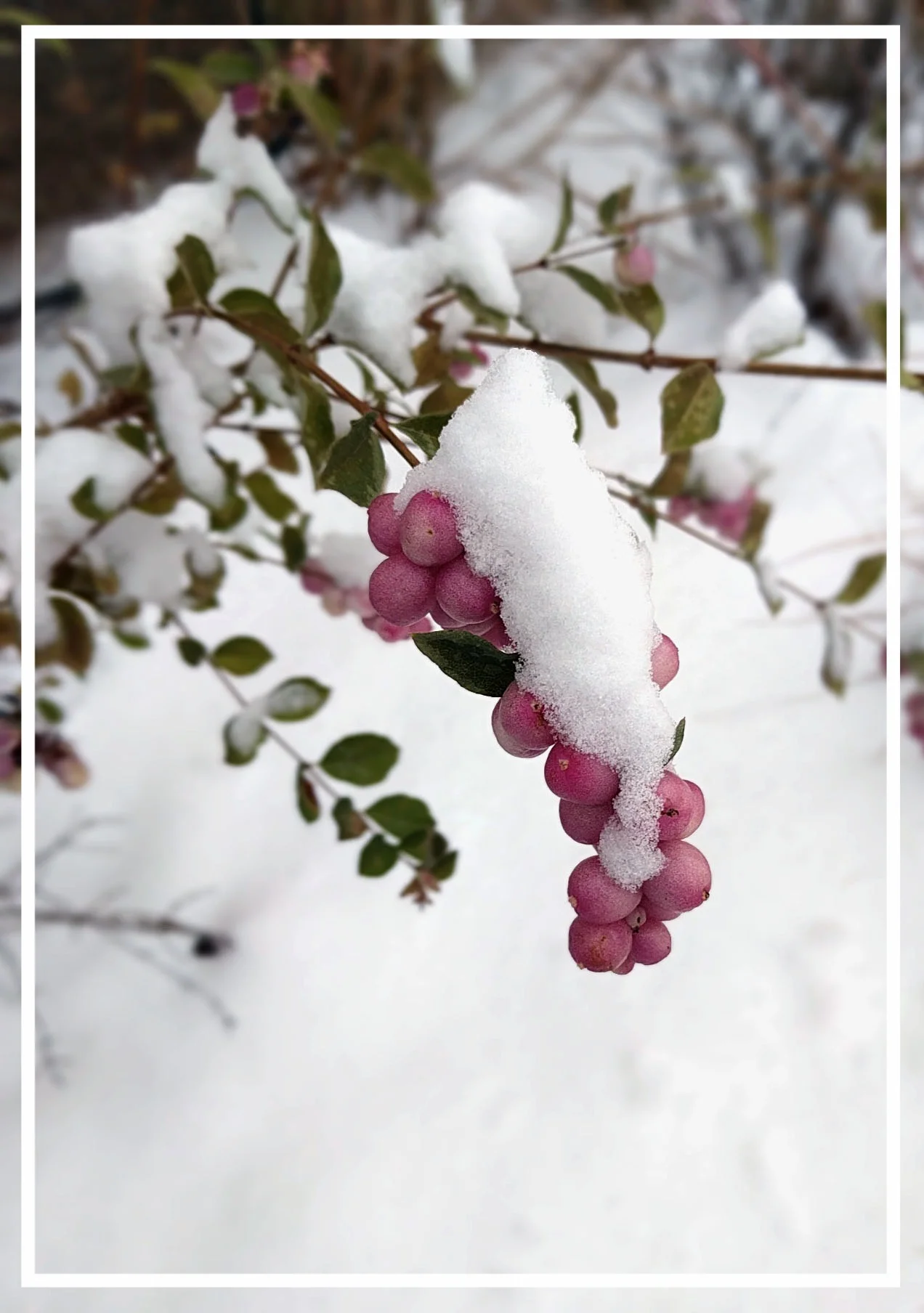 This hybrid coralberry holds its bright berries well into winter.