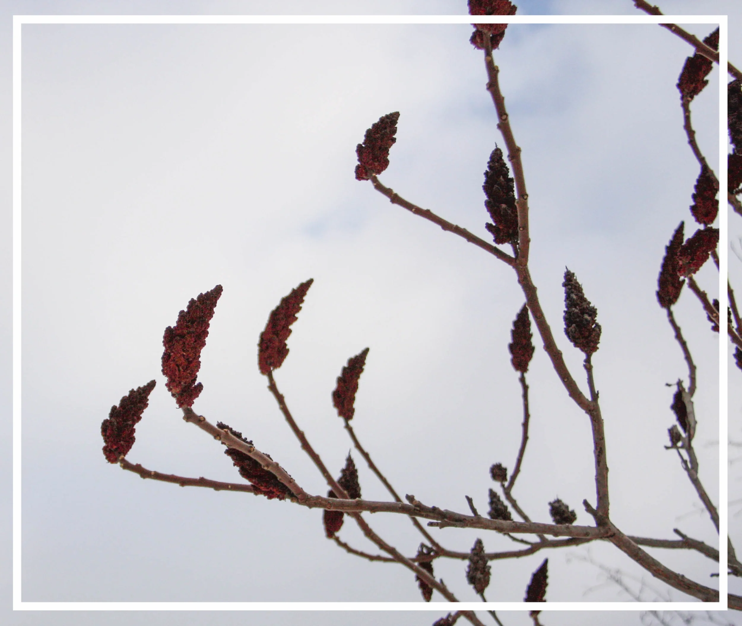 Rhus typhina 's rust-colored seedheads persist through the winter for a striking visual display.