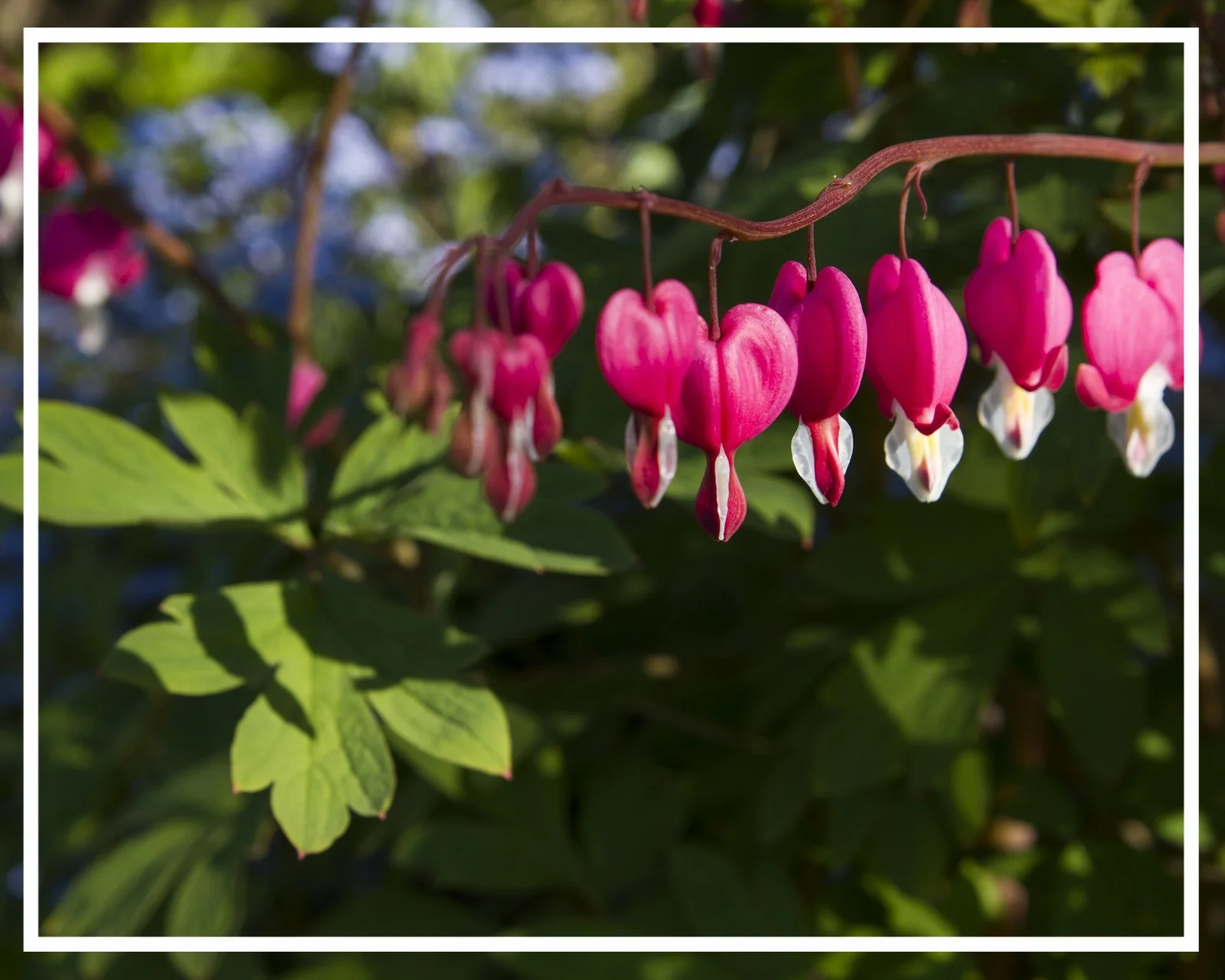 Bleeding heart gets its name from the heart-shaped flowers.