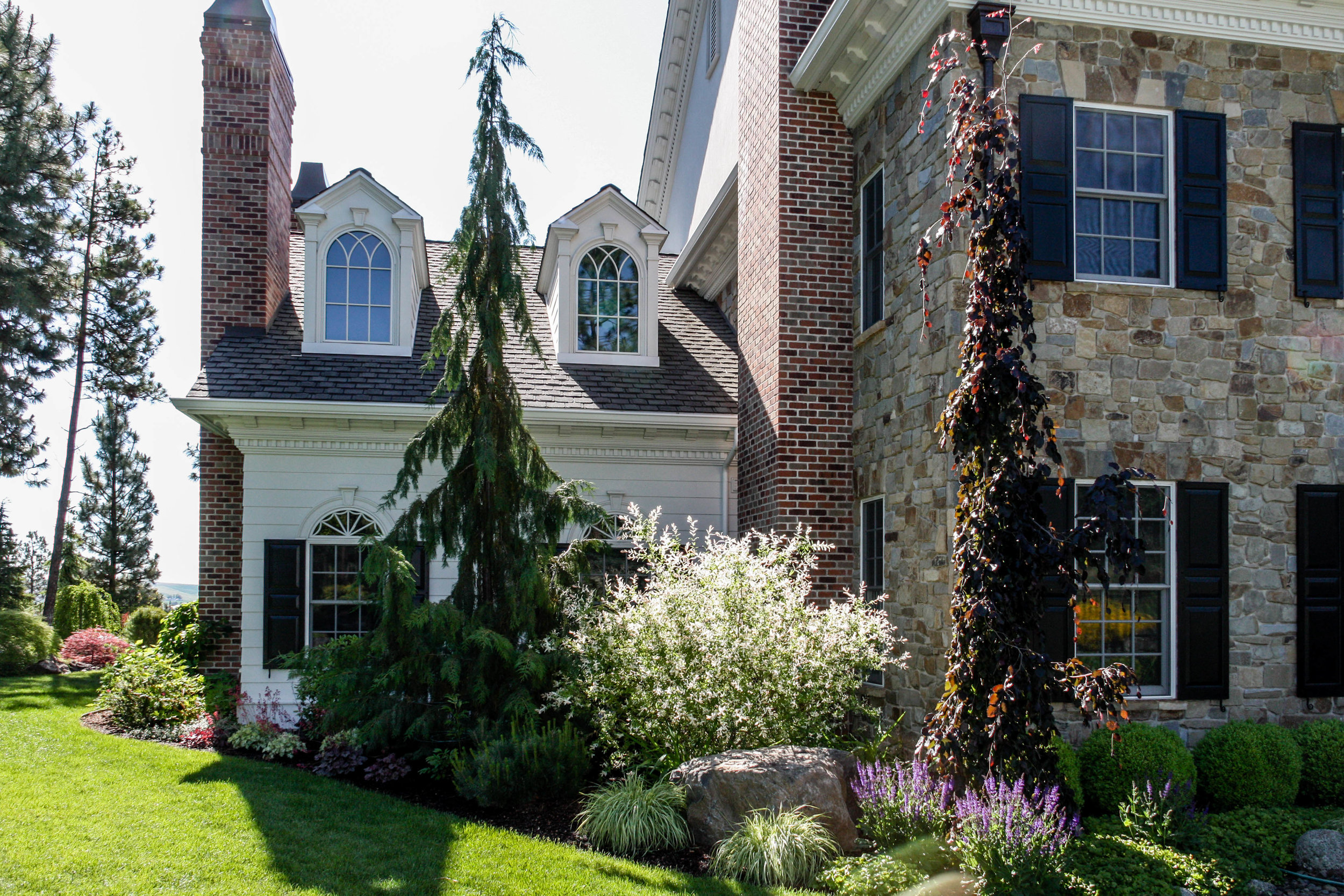 spokane landscaping weeping alaskan cedar weeping purple beech