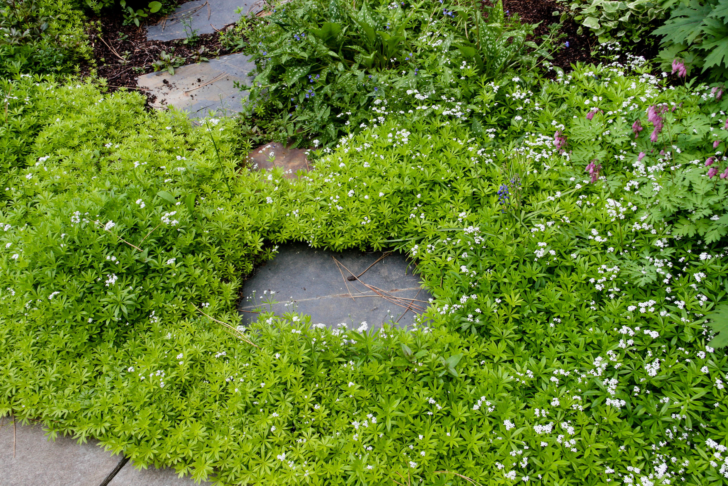 galium odoratum sweet woodruff 