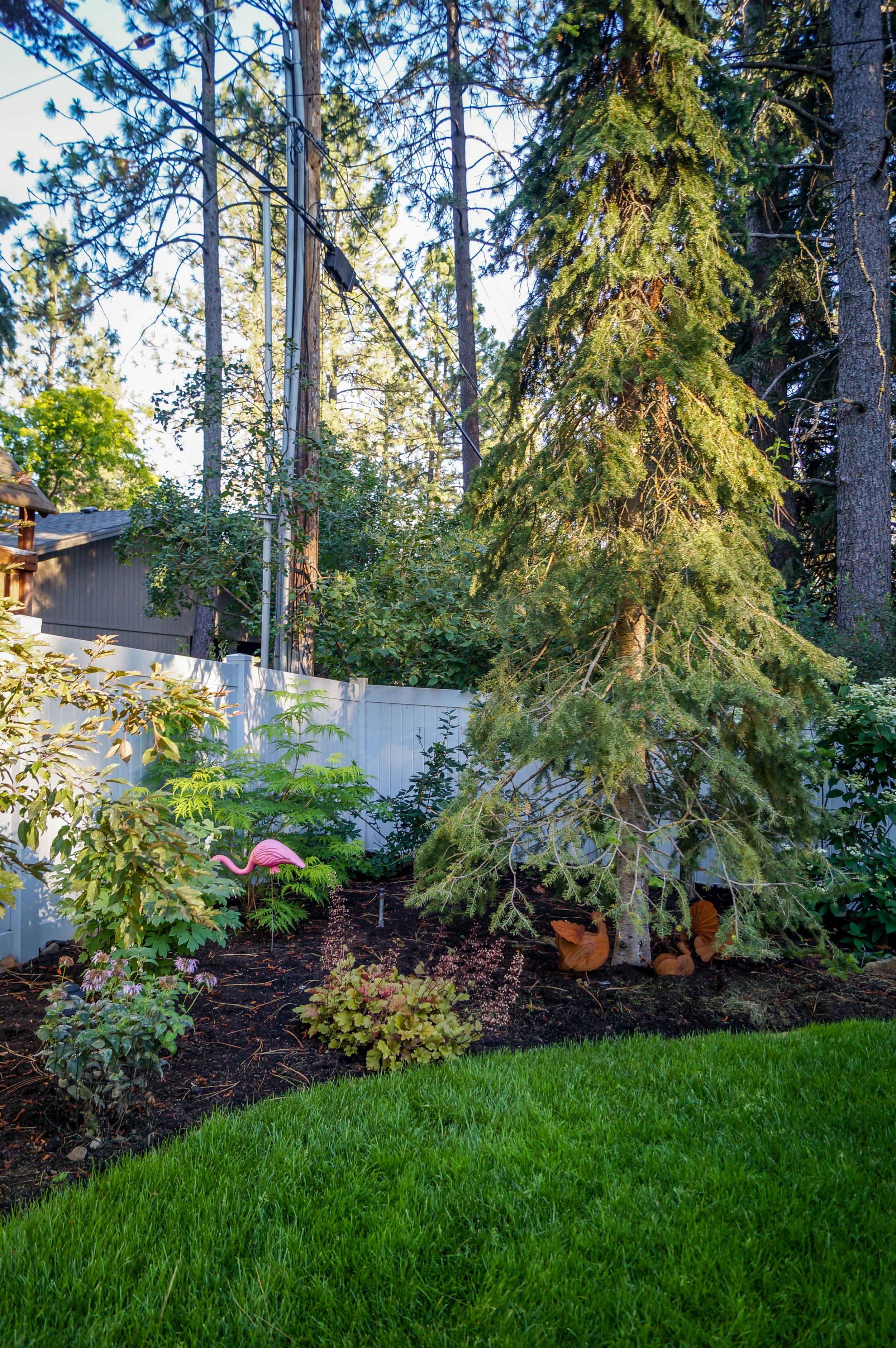 mature alpine fir in spokane landscape