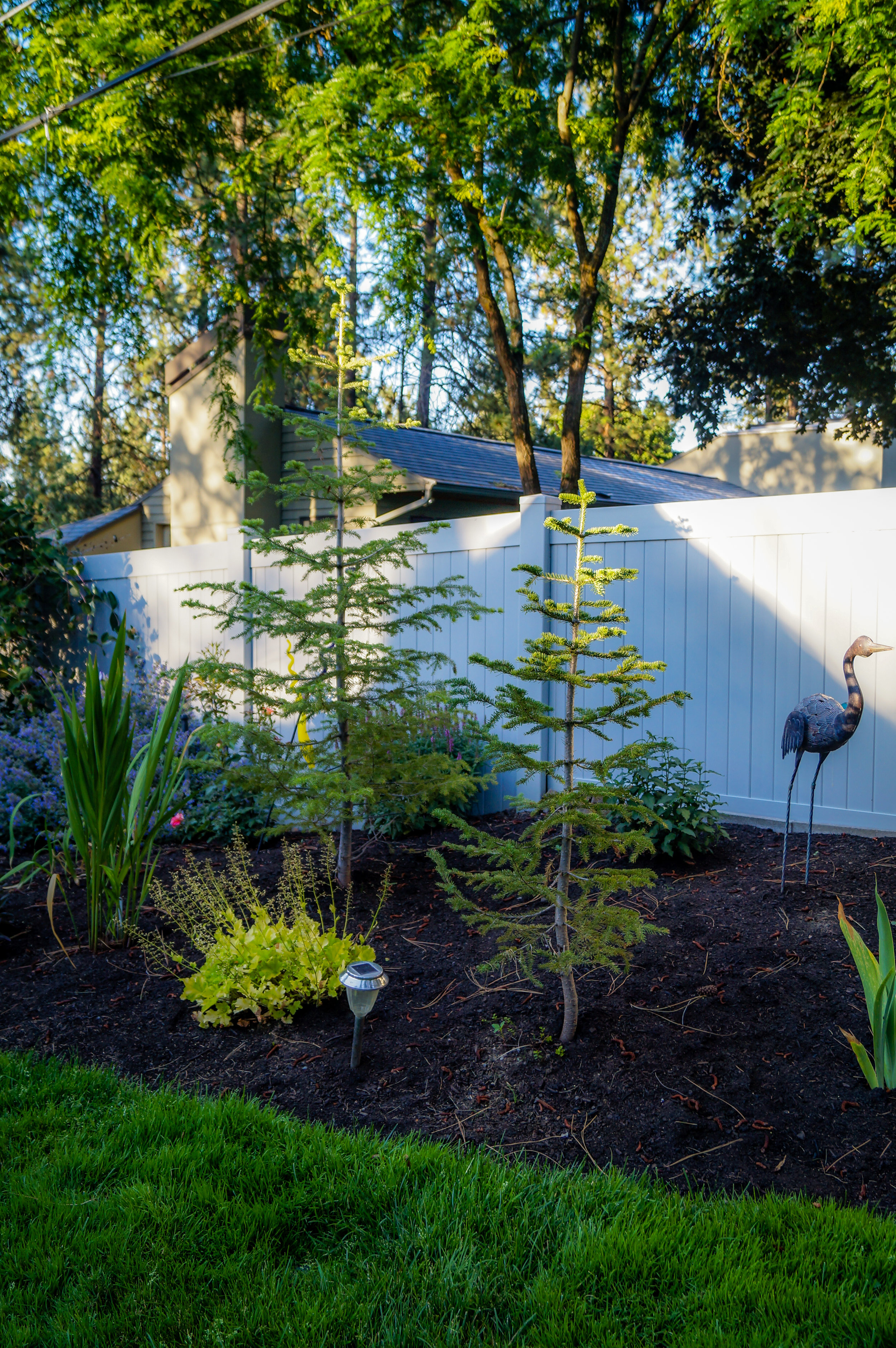 young alpine firs in spokane landscape