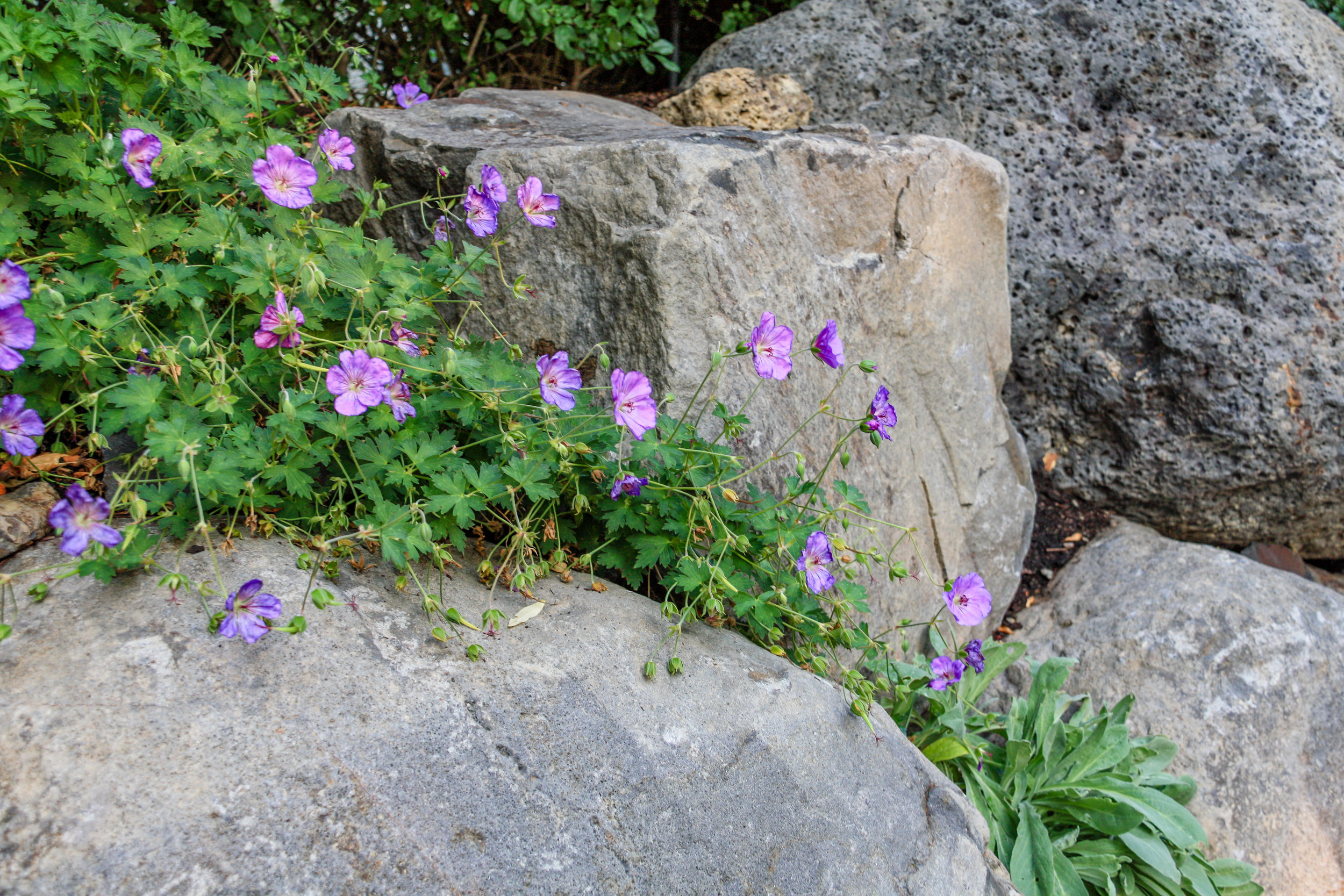 rozanne geranium in boulder retaining wall