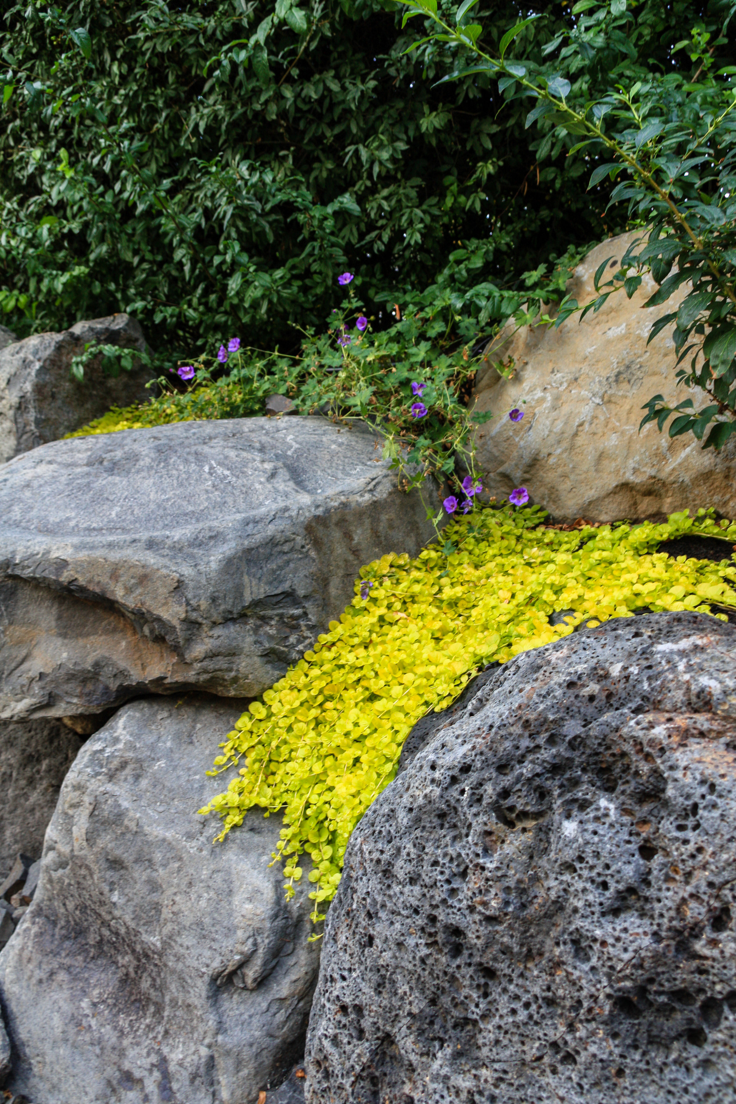 creeping jenny and rozanne geranium on boulder wall