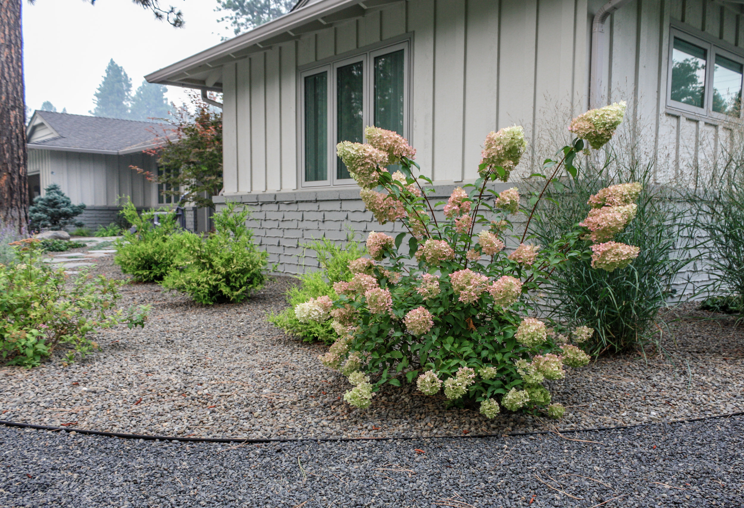 panicle hydrangea with rock mulch and gravel pathway 
