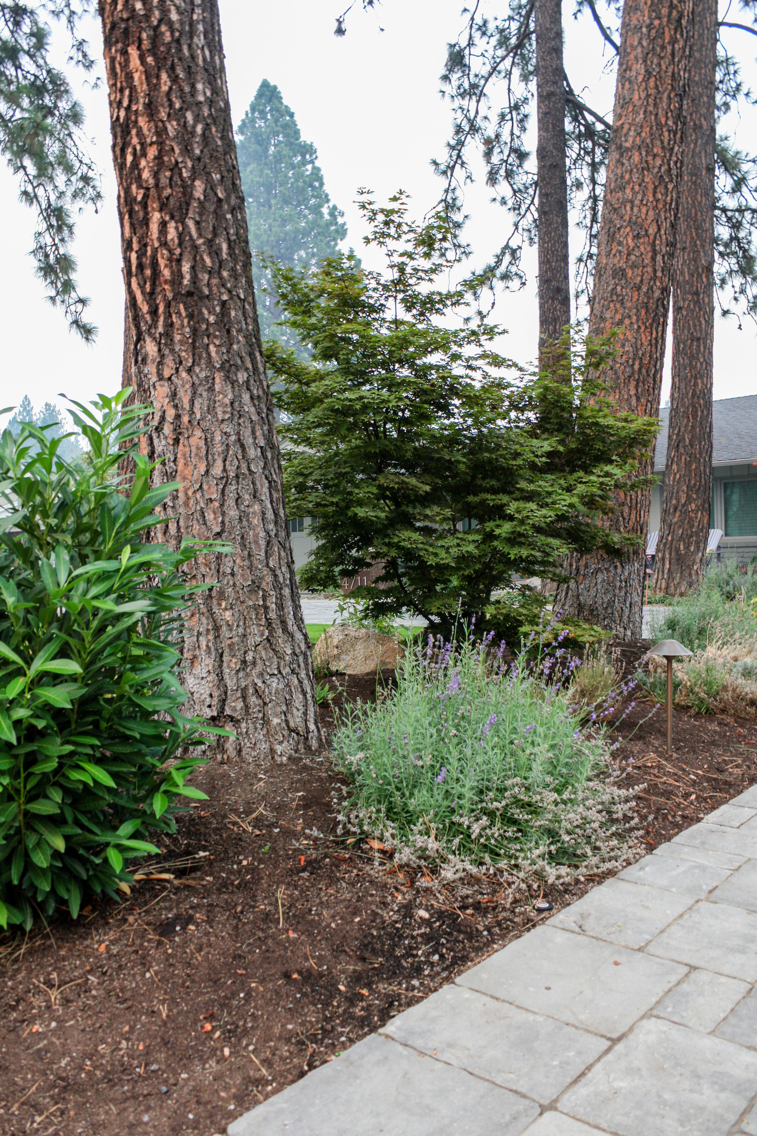 japanese maple spokane landscaping